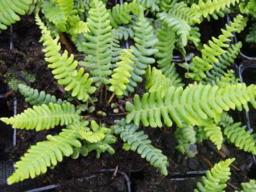 Blechnum spicant