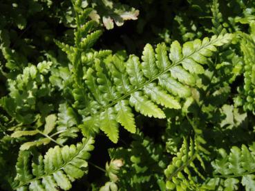 .Dryopteris affinis - Goldschuppen-Farn