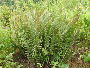 .Dryopteris filix-mas