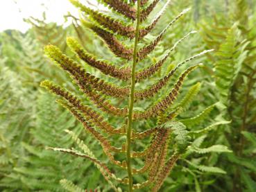 .Dryopteris filix-mas