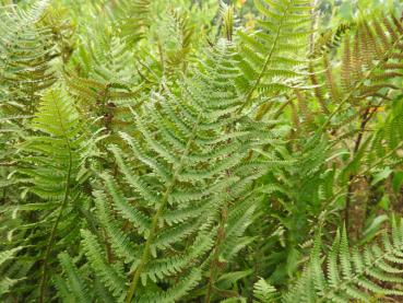 .Dryopteris filix-mas