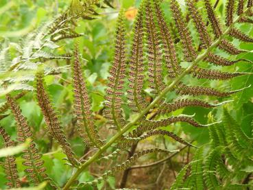 .Dryopteris filix-mas