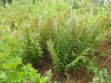 .Dryopteris filix-mas