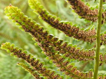 .Dryopteris filix-mas