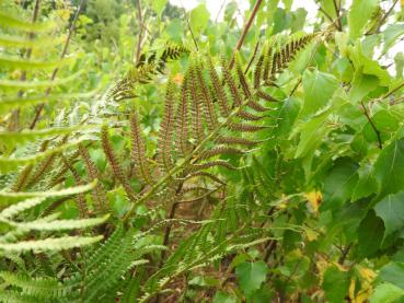 .Dryopteris filix-mas