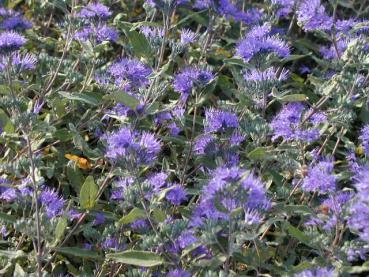 Caryopteris clandonensis Heavenly Blue