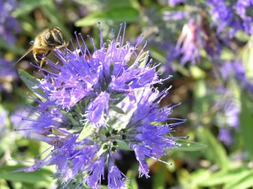 Bartblume Heavenly Blue