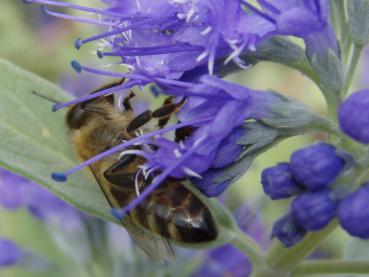 Beliebet bei Bienen: Die Blüte der Bartblume Heavenly Blue