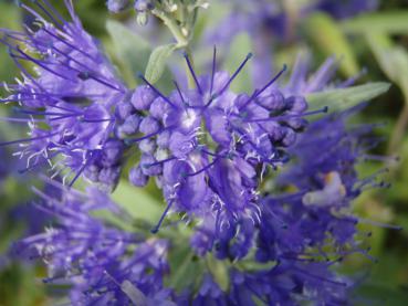 Blüten von Caryopteris Heavenly Blue