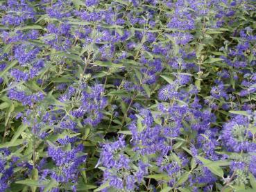 Caryopteris Heavenly Blue in herbstlicher Blüte