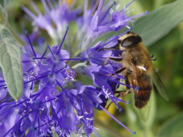 Schöne Bienenweide: Bartblume Heavenly Blue