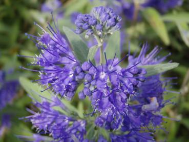 Blüte der Bartblume Heavenly Blue