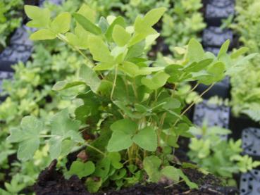 .Osmunda regalis - Königsfarn