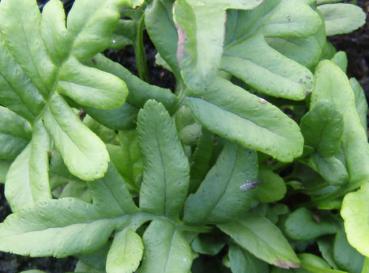 .Polypodium vulgare - Tüpfelfarn, Gemeiner Tüpfelfarn