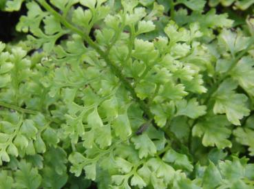 .Polystichum setiferum Proliferum - Filigranfarn, Schmaler Filigranfarn