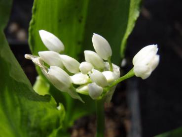 Der Bärlauch in Blüte