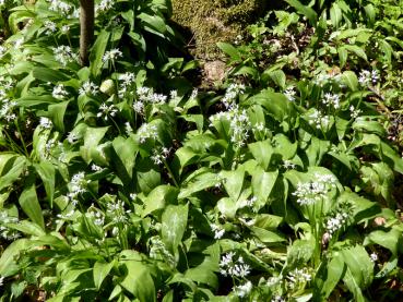 In voller Blüte im Mai - der Bärlauch