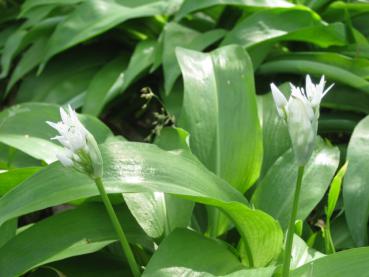 Weißblühender Bärlauch, Allium ursinum