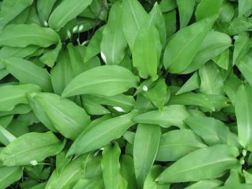 Leckeres Gewürz - Bärlauch, Allium ursinum