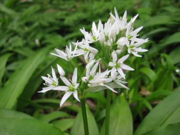 Bärlauch, Allium ursinum - sternförmige, weiße Blüten