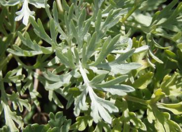 .Artemisia absinthium - Wermut