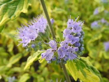 Caryopteris clandonensis Summer Sorbet ®