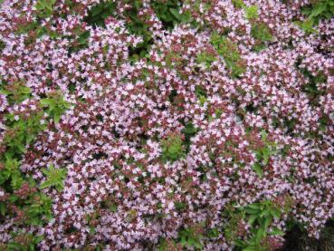 .Origanum vulgare - Majoran, Gewöhnlicher Dost