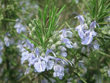 Rosmarin, Rosmarinus officinalis