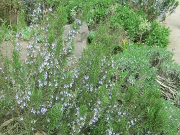 Rosmarin, Rosmarinus officinalis