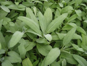 .Salvia officinalis - Salbei, Apotheker-Salbei