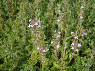 .Thymus vulgaris - Thymian, Echte Thymian