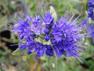 Caryopteris clandonensis Petit Bleu ® - Bartblume Petit Bleu ®