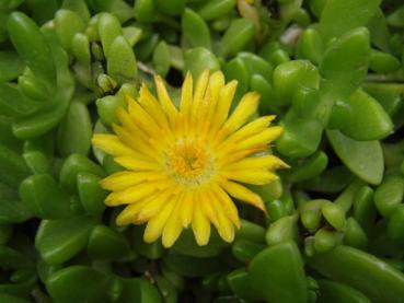 .Delosperma nubigeneum - Mittagsblume, Stauden-Mittagsblume