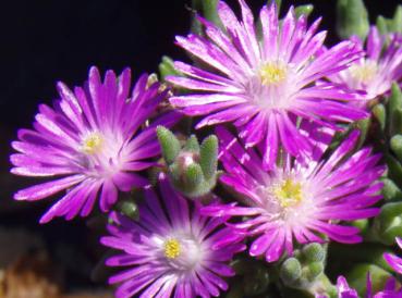 .Delosperma sutherlandii