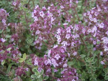 .Thymus citriodorus Silver King - Thymian, Weißbunter Thymian