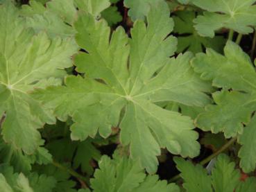 .Geranium macrorrhizum Spessart - Storchschnabel, Balkan-Storchschnabel Spessart