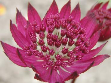 .Astrantia major Claret