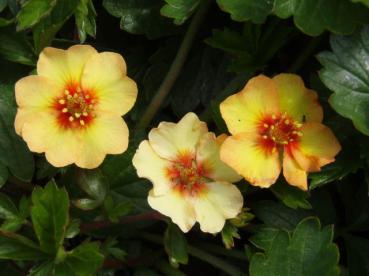 .Potentilla tonguei - Fingerkraut, Garten-Fingerkraut