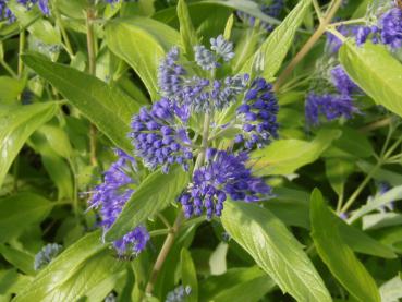 Caryopteris clandonensis Worcester Gold - Skäggbuske Worcester Gold