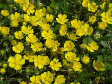 .Potentilla neumanniana - Fingerkraut, Frühlings-Fingerkraut