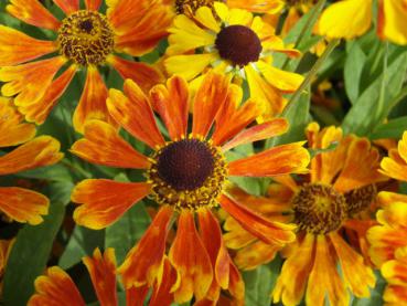 .Helenium Waltraud - Sonnenbraut Waltraud