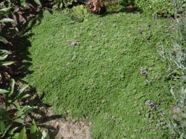 .Thymus praecox Minor - Thymian, Polsterthymian