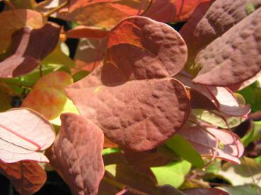 Disanthus cercidifolius - Doppelblüte