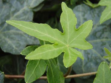 Das variable Laub Hedera helix Digitata