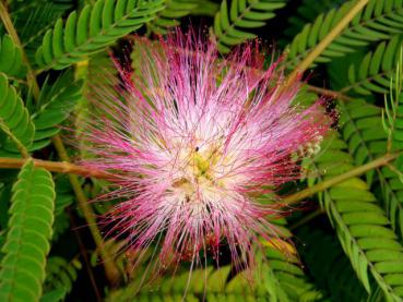 Seidenbaum, Schlafbaum Rosea - Albizia julibrissin Rosea