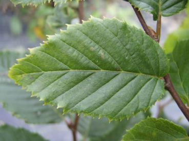 Carpinus betulus Frans Fontaine - Säulen-Hainbuche Frans Fontaine