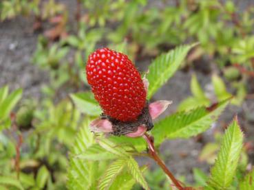 Rubus illecebrosus - Jordgubbshallon