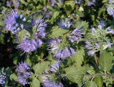 Caryopteris incana - Graufilzige Bartblume