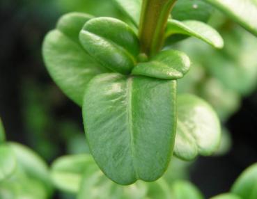 Buxus sempervirens Handsworthiensis