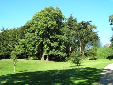 Castanea sativa - Esskastanie, Marone